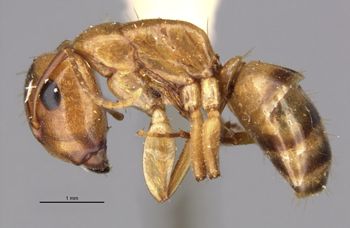Media type: image;   Entomology 21585 Aspect: habitus lateral view